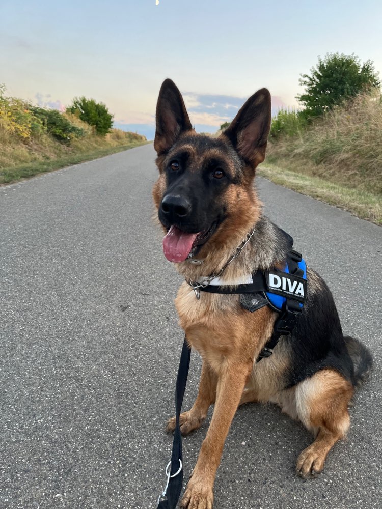 Hundetreffen-Trainingspartner für Leinenpöblerin-Profilbild