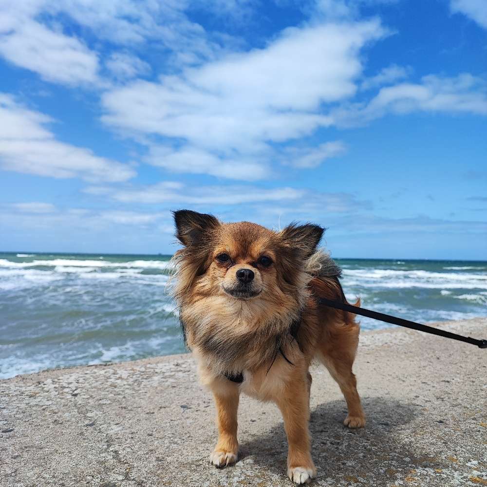 Hundetreffen-Gassirunde, zum angewöhnen mit fremden Hunde-Profilbild