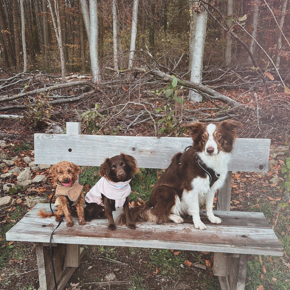 Hundetreffen-Hundebetreuung oder Gassi-Service-Profilbild