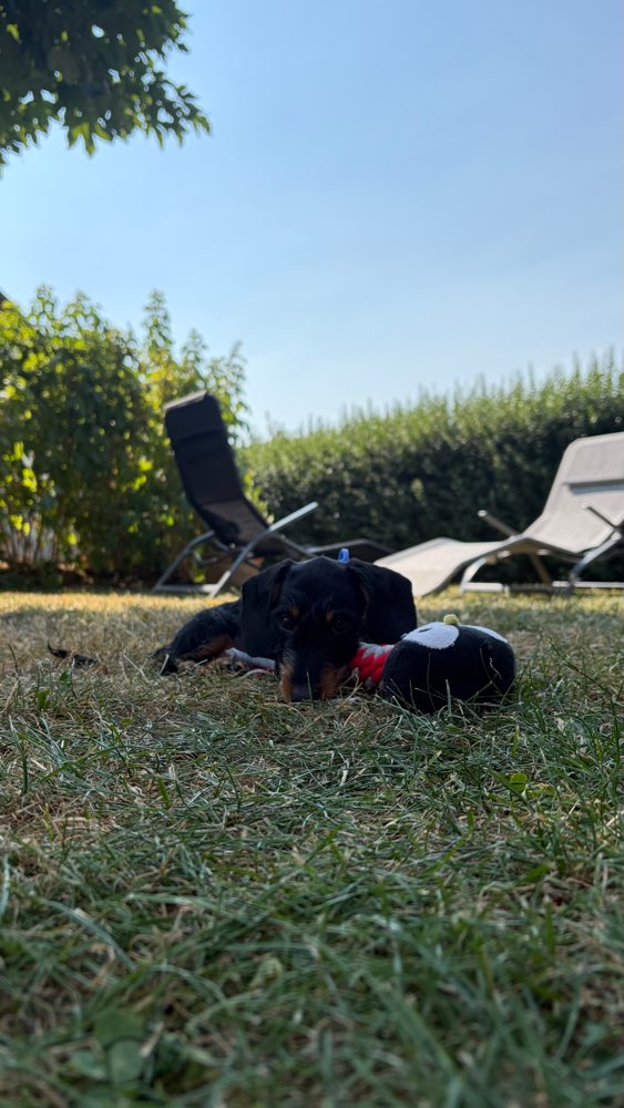 Hundetreffen-Hundefreund gesucht 🐾-Profilbild