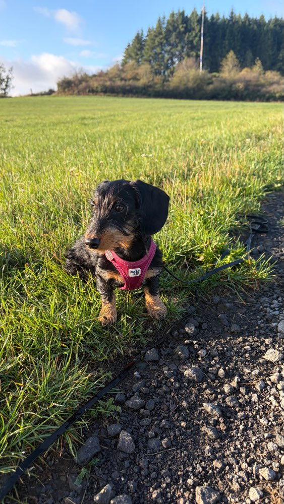 Hundetreffen-Spiel-und Gassibuddy gesucht 🐾-Profilbild