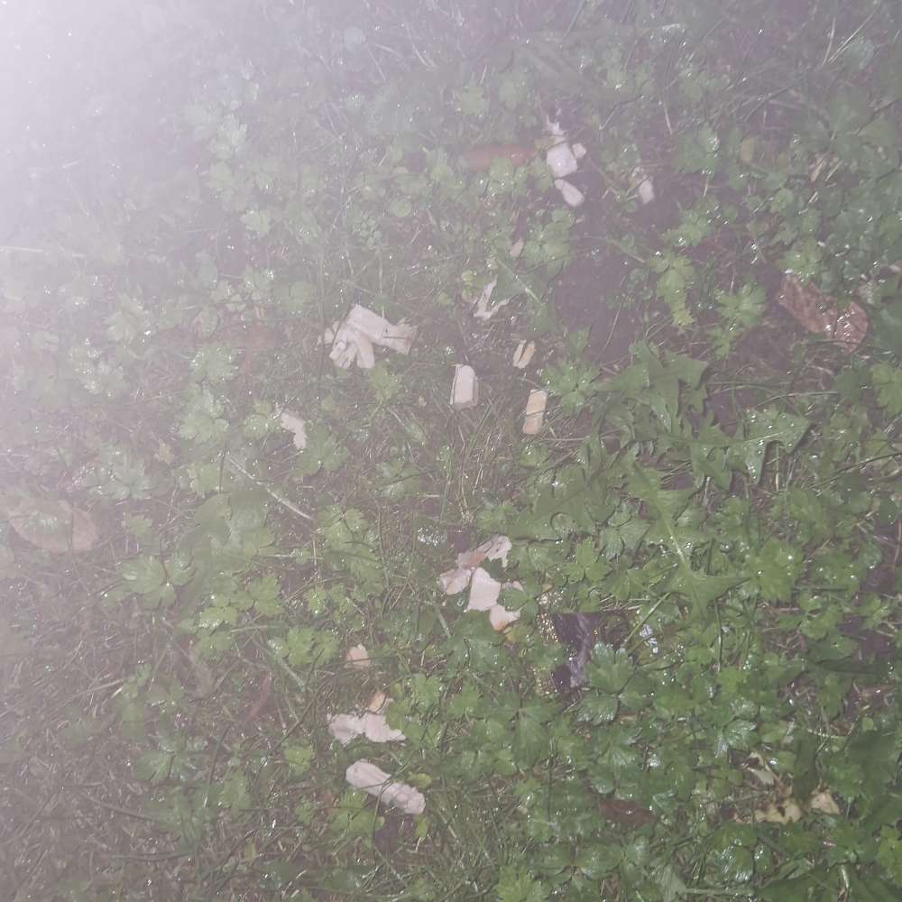 Giftköder-Eventuell Giftköder-Profilbild