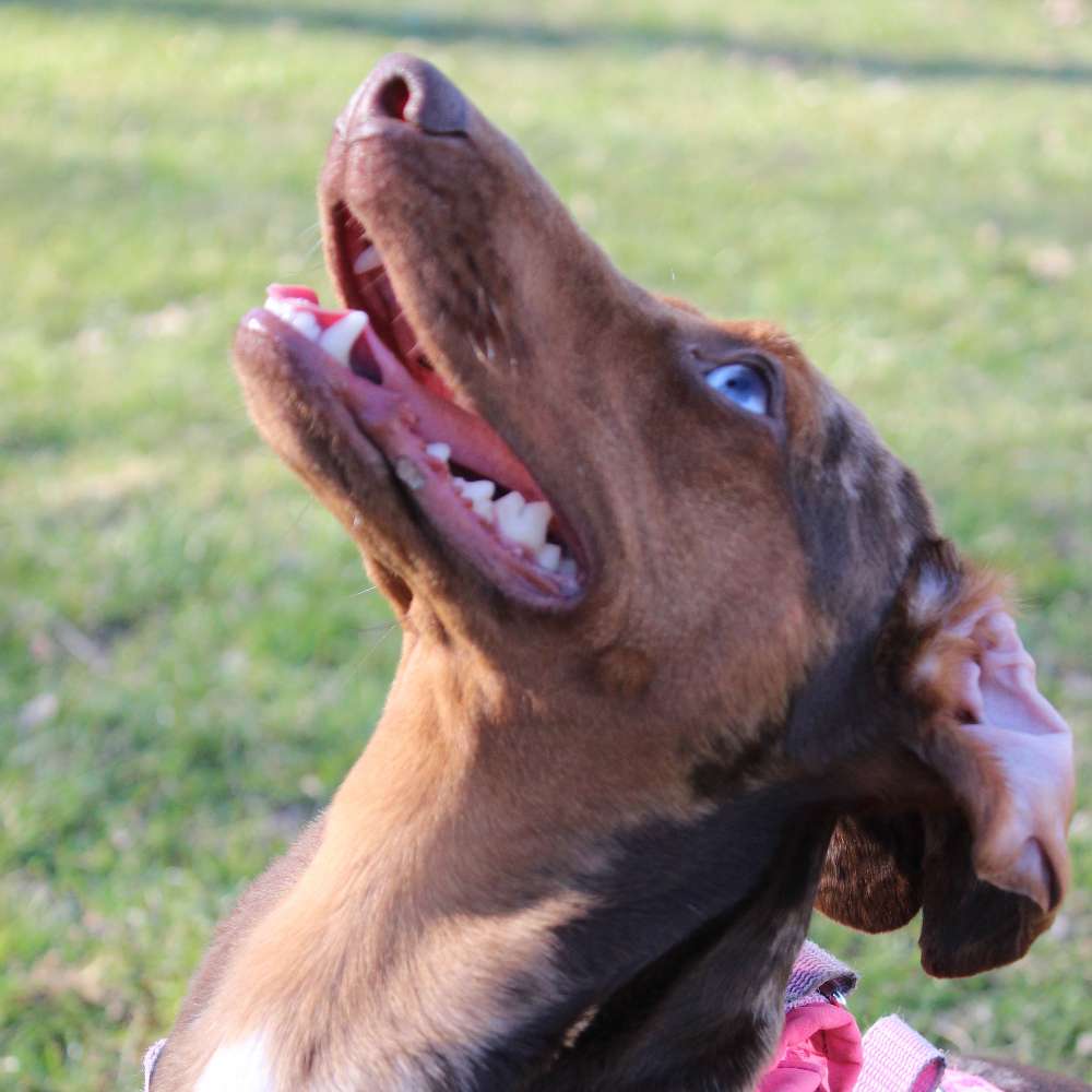 Hundetreffen-Zeig uns was Gelsenkirchen Erle zu bieten hat 🐶-Profilbild