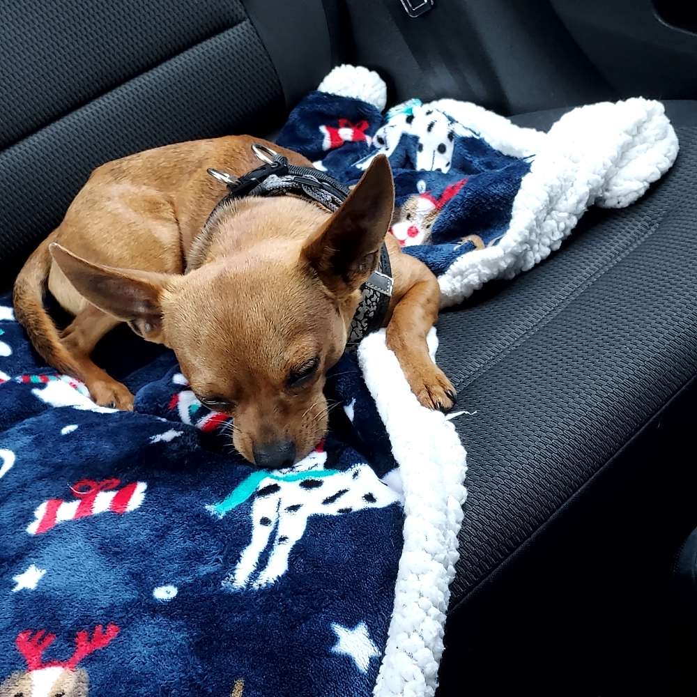 Hundetreffen-Social walk/spielen-Profilbild