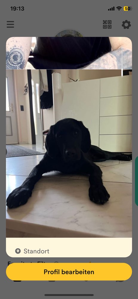 Hundetreffen-Regelmäßiges Spielen-Profilbild