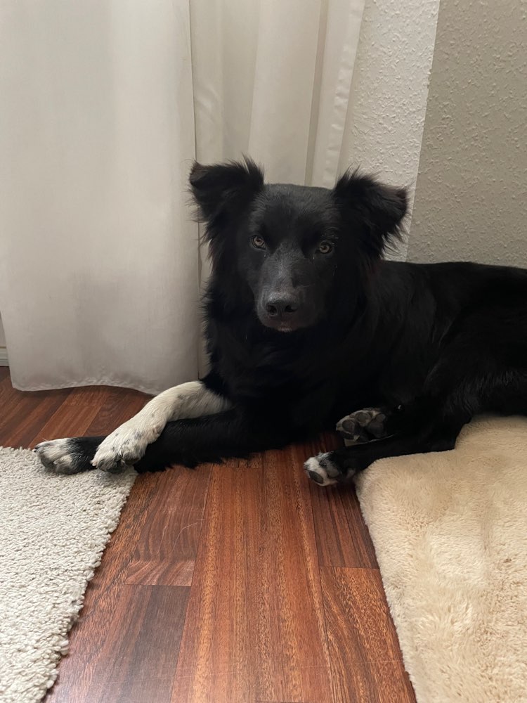 Hundetreffen-Social Walk-Profilbild