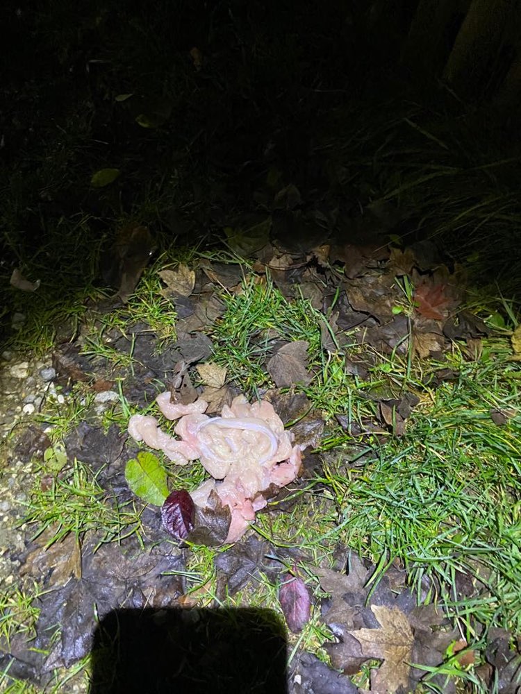 Giftköder-Giftköder? Rohes (Hühner-?) Fleisch-Profilbild