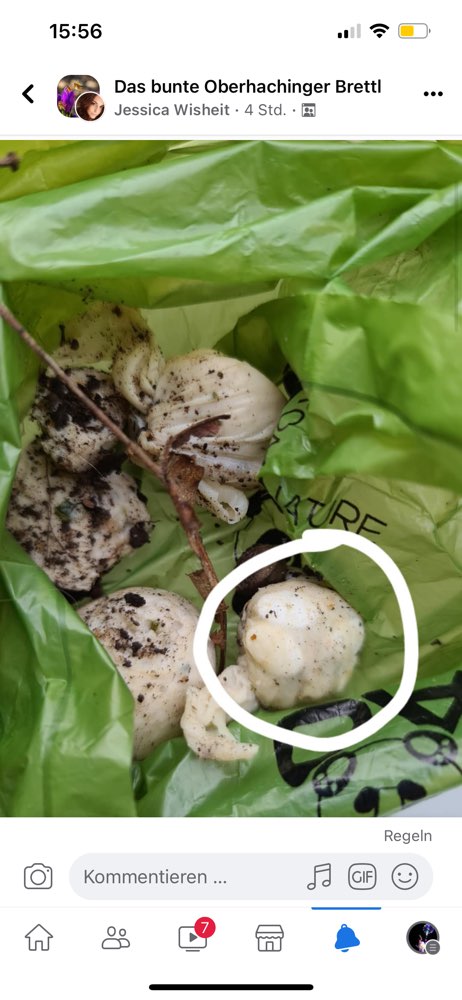 Giftköder-Giftköder in Garten geworfen-Profilbild