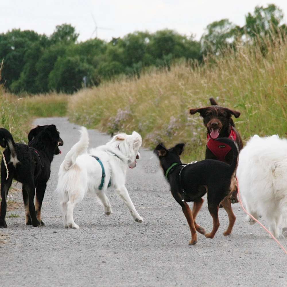 Hundetreffen-Welpenlauf in Schweinfurt am Main (Hundeschule einfach Hund)-Profilbild