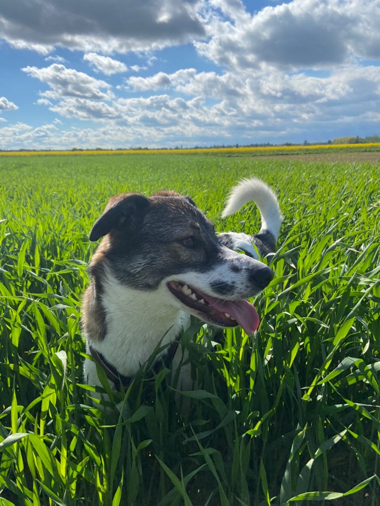 Hundetreffen-Treffen für aktive Hunde-Profilbild