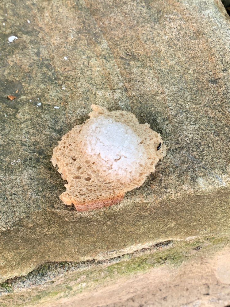 Giftköder-Brot mit Pulver-Profilbild