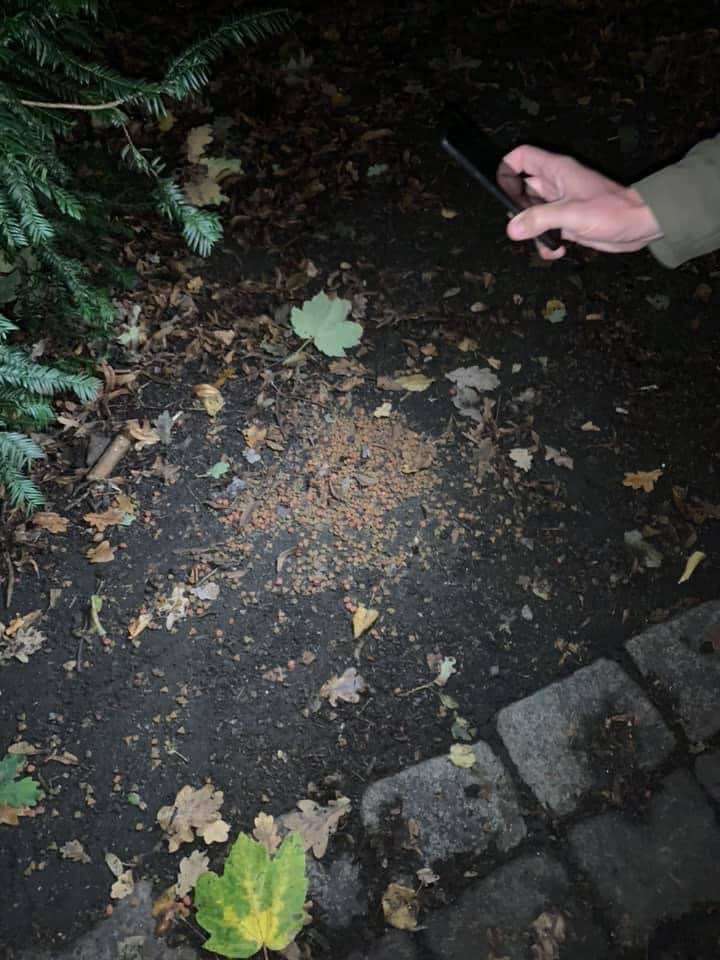 Giftköder-Rattengift mit Trockenfutter gemischt-Profilbild