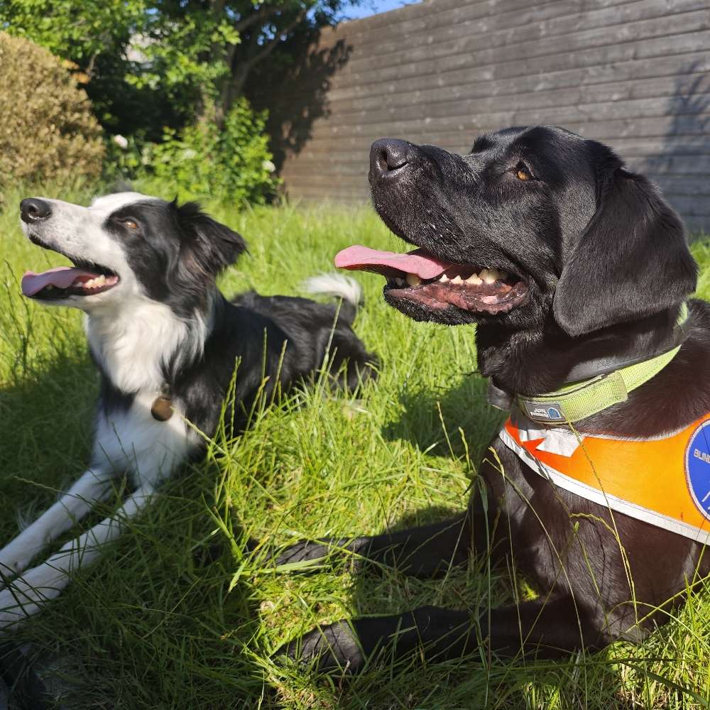 Hundetreffen-Gassirunde mit üben-Profilbild