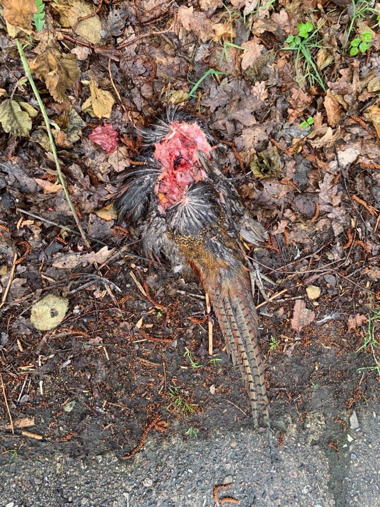 Giftköder-Fasanenkadaver-Profilbild