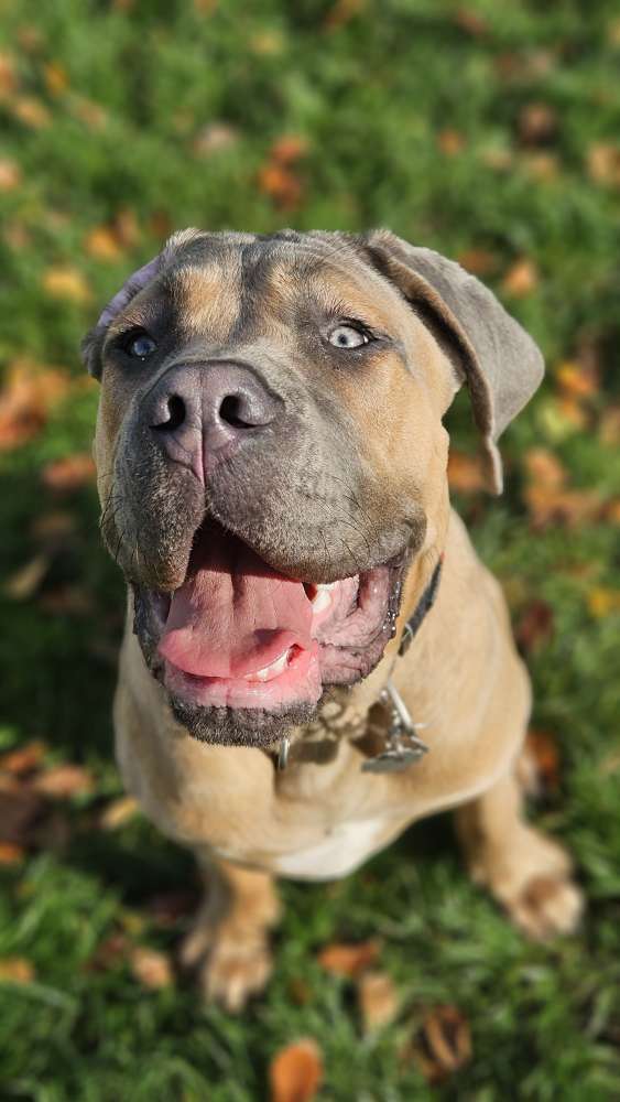 Hundetreffen-Spielpartner gesucht-Profilbild