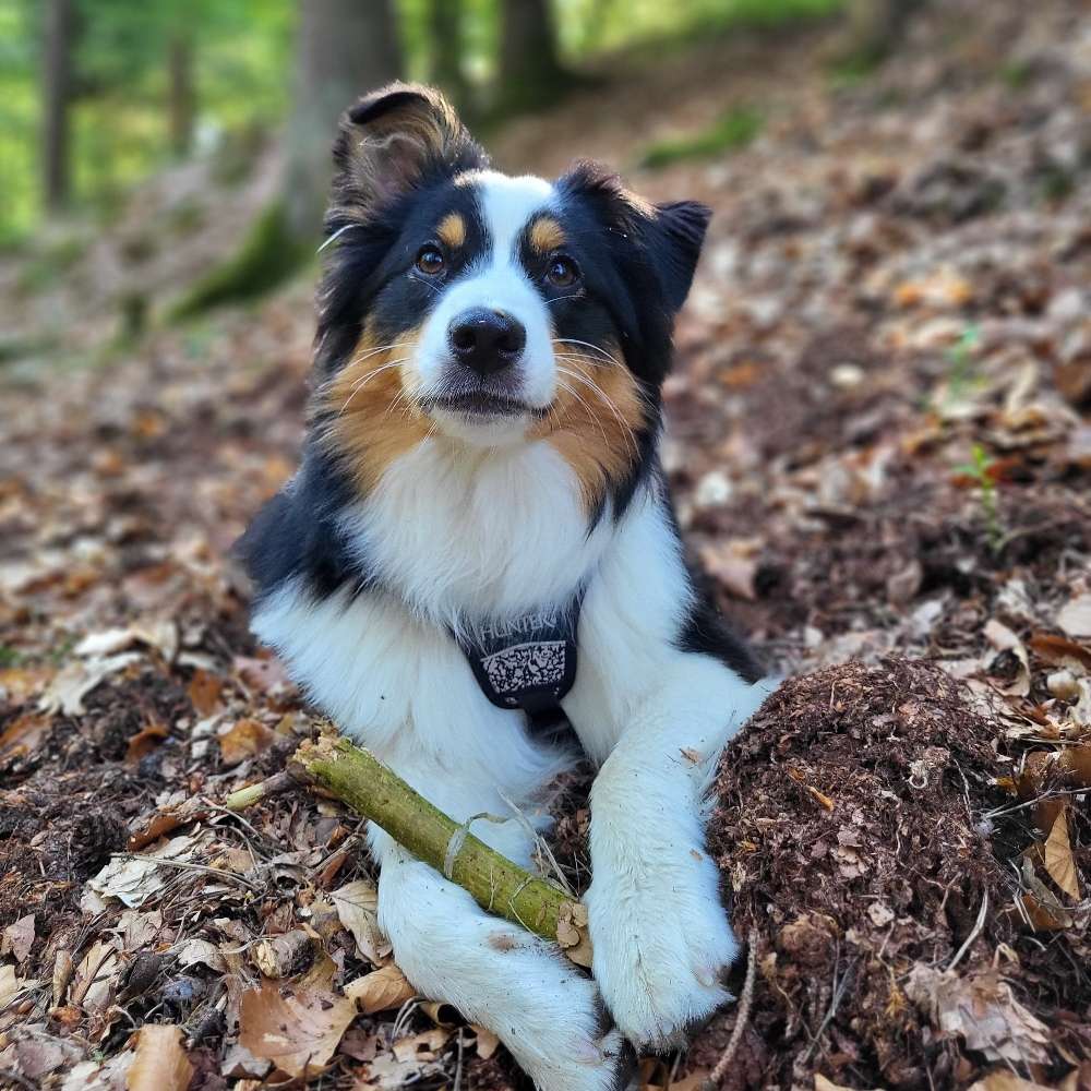 Hundetreffen-Spielfreund/in für junge, aktive Aussiehündin gesucht-Profilbild