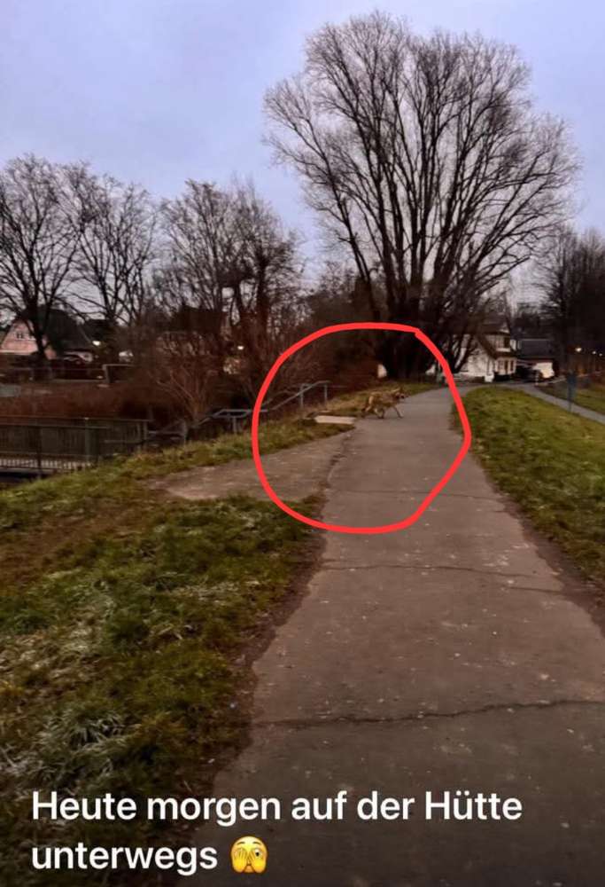 Giftköder-Vermutlich Wolfsichtung heute früh-Profilbild