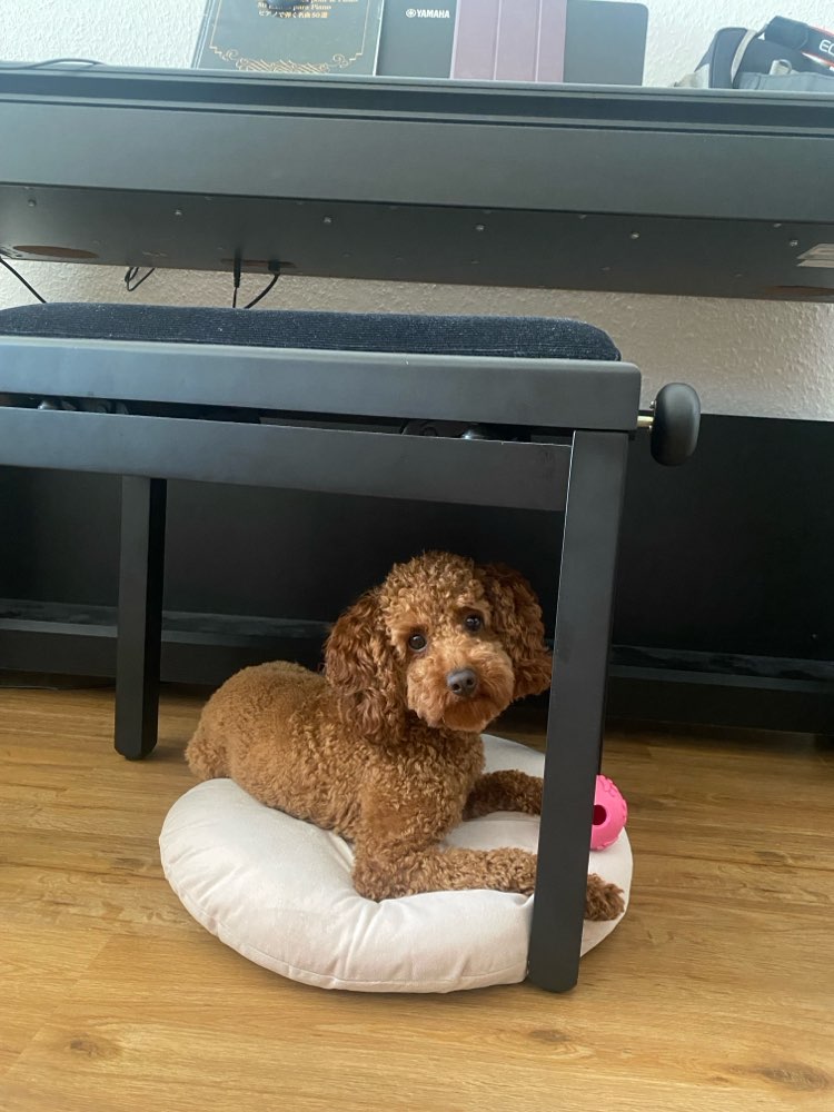 Hundetreffen-Spieldate für kleinere Hunde-Profilbild