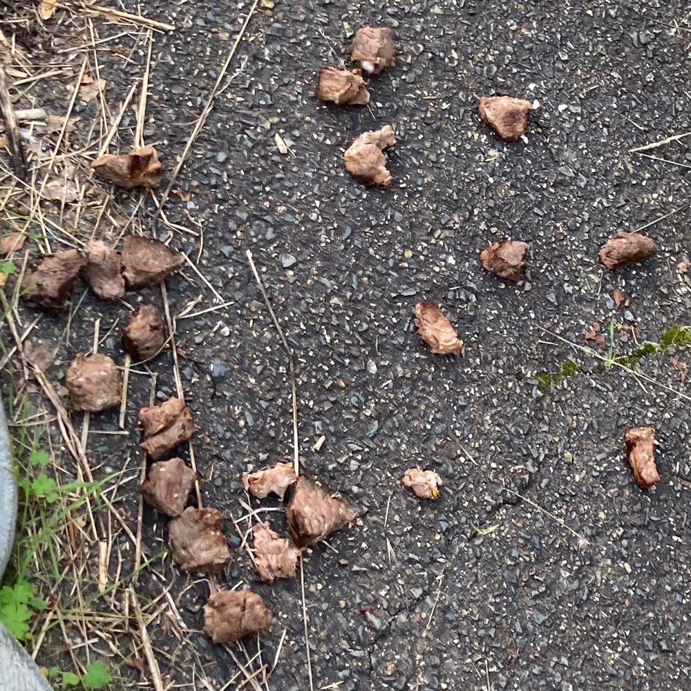 Giftköder-Giftköder oder "nur" Grillreste?-Profilbild