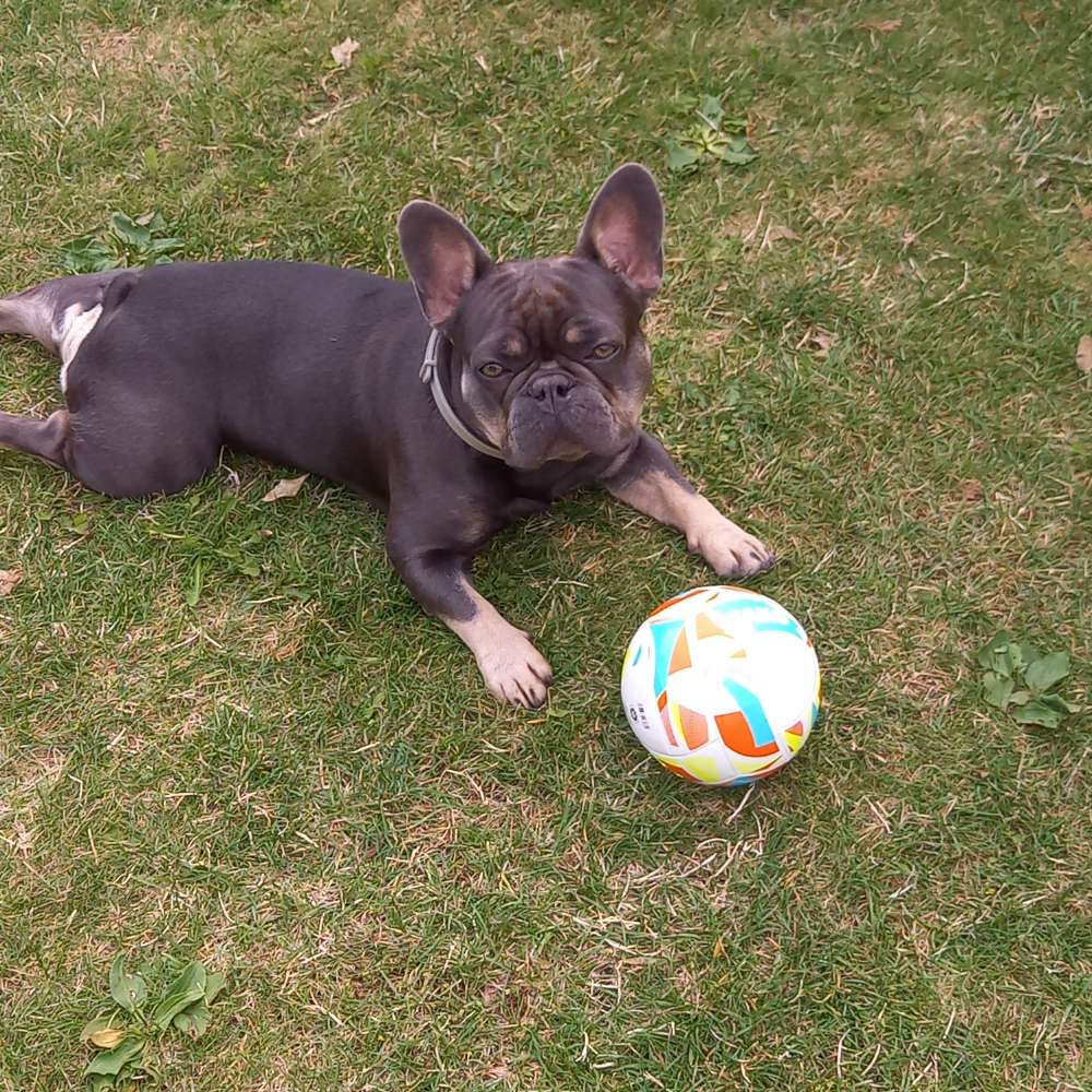 Hundetreffen-Spielen, Gassi-Profilbild