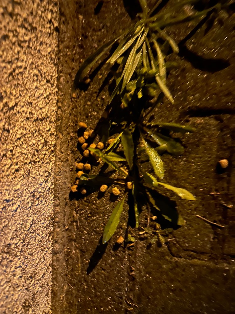 Giftköder-Trockenfutter ausgelegt-Profilbild