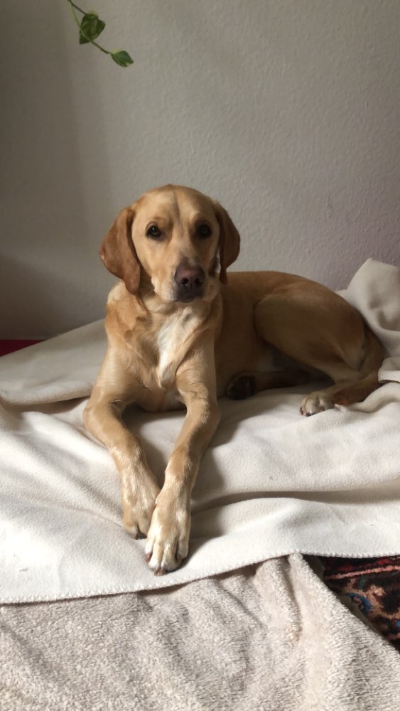 Hundetreffen-Spielgefährten und Trainingspartner:innen gesucht!-Profilbild