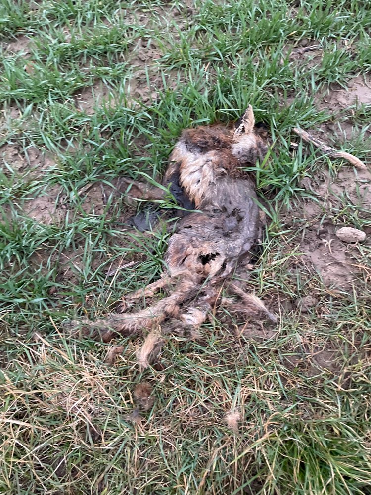 Giftköder-Tierkadaver-Profilbild