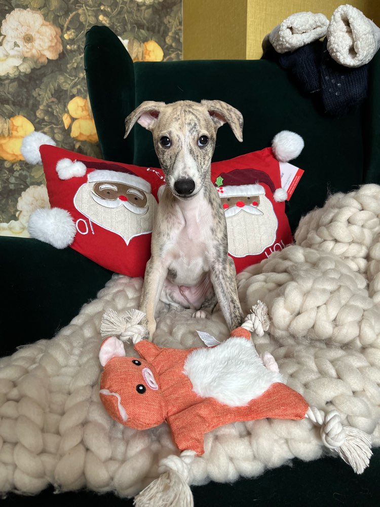 Hundetreffen-Whippettreffen-Profilbild