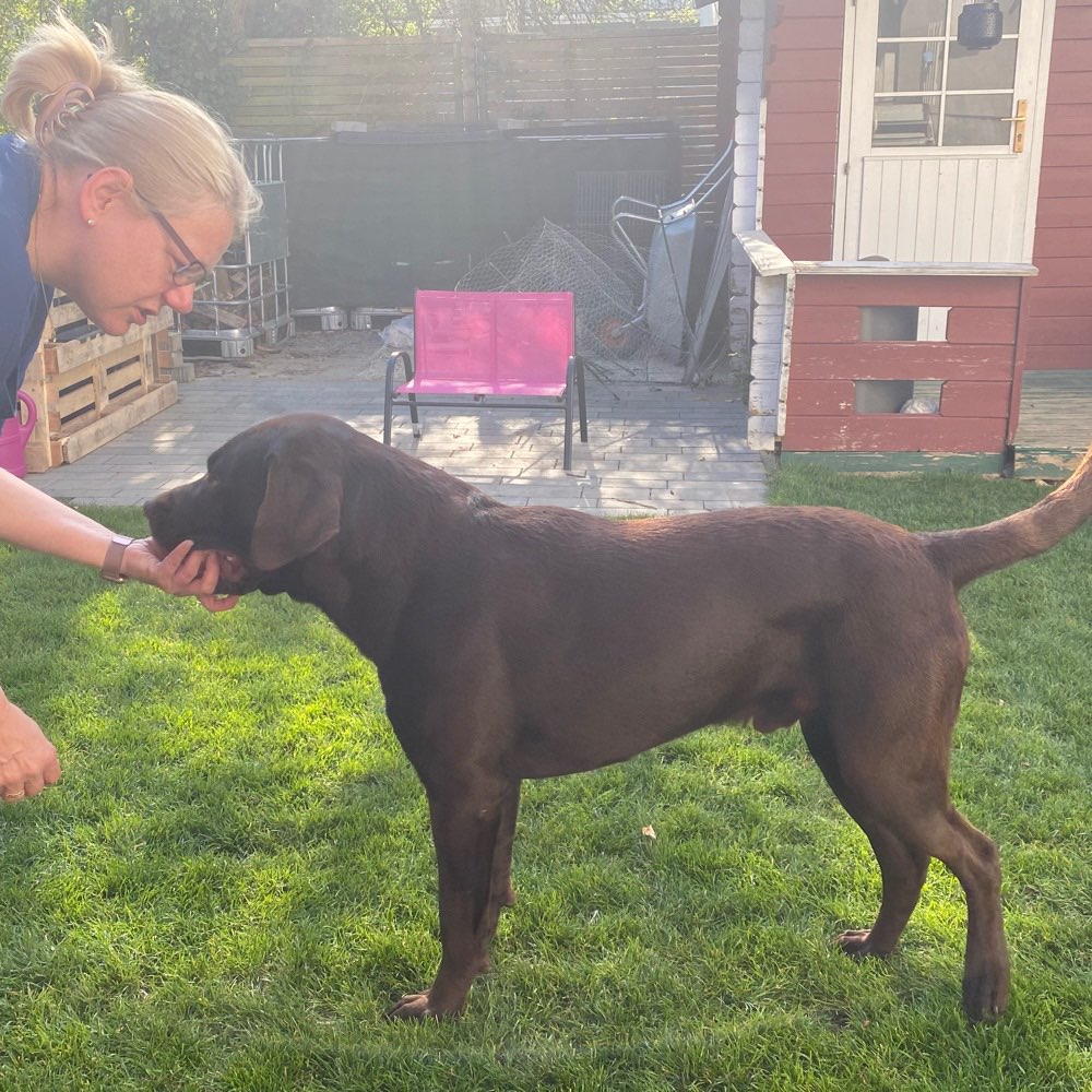 Hundetreffen-Hindebegegnungen-Profilbild