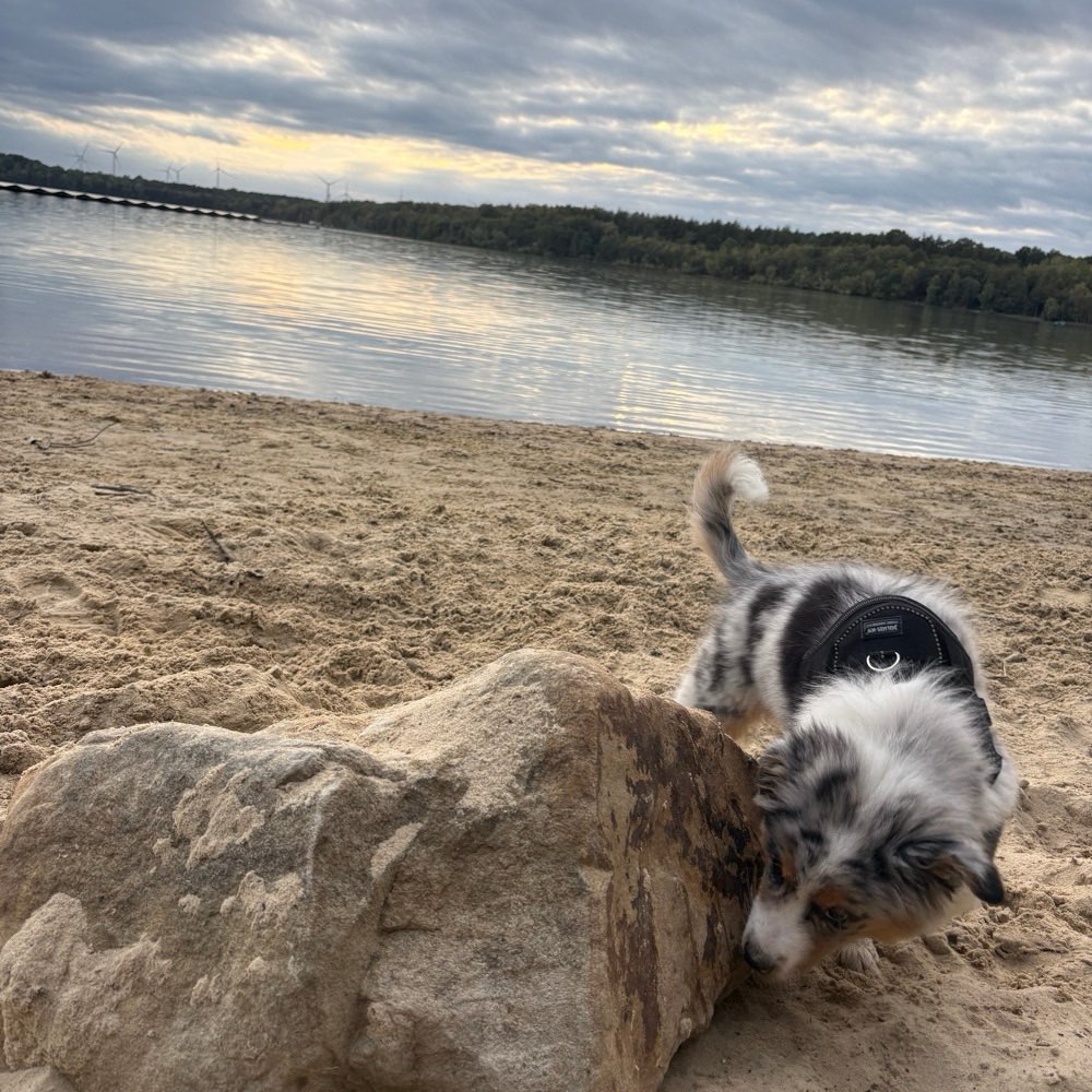 Hundetreffen-Milo würde sich über gemeinsame Spaziergänge und Toberunden freuen-Profilbild