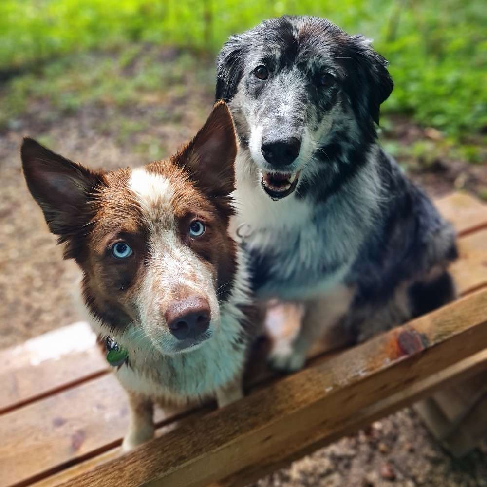 Hundetreffen-Suche Gassitreffen-Profilbild