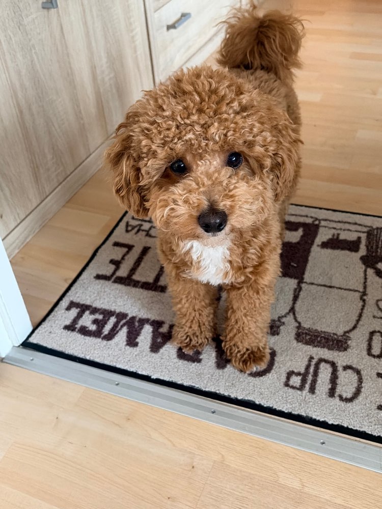 Hundetreffen-Playdate für meinen Toypudel-Profilbild