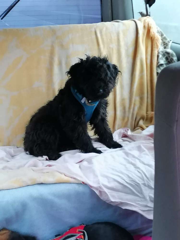 Hundetreffen-Gasi in Rosbach Wied an der Wied  ;-)-Profilbild