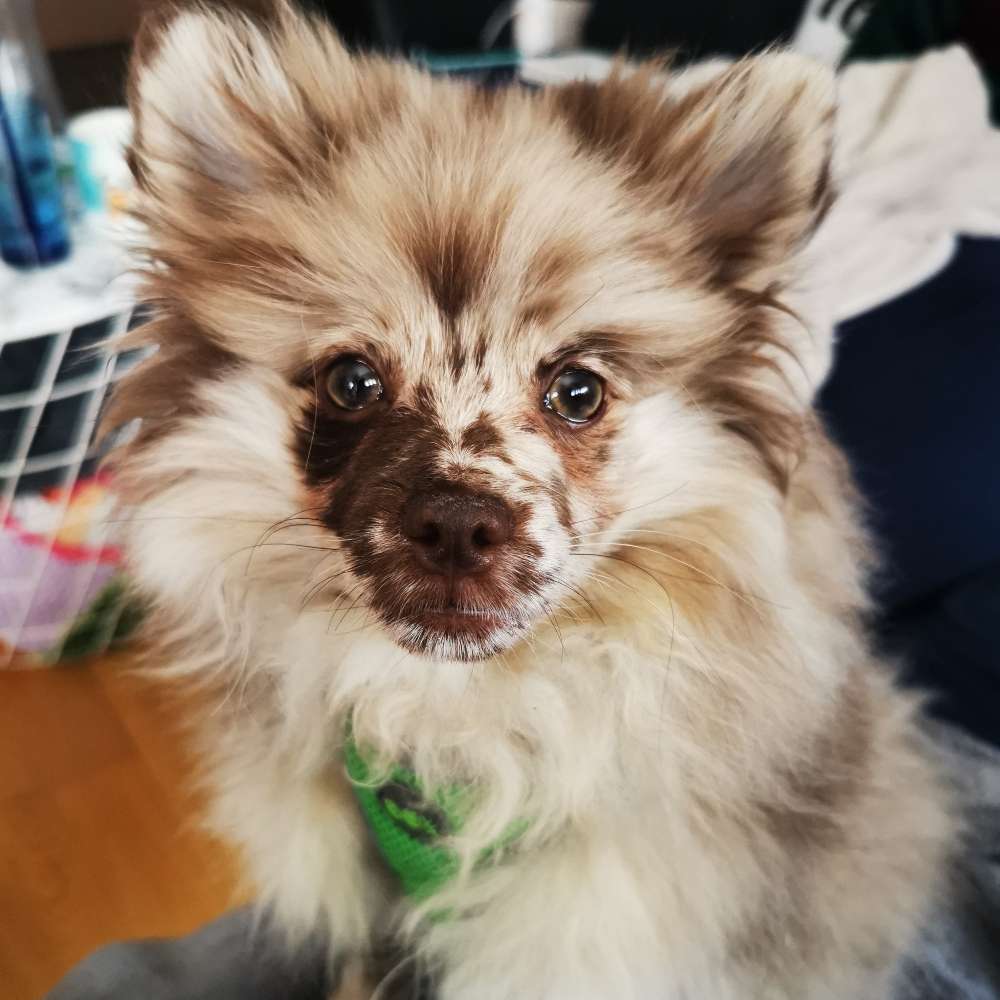 Hundetreffen-Welpentreff & Spaziergang-Profilbild