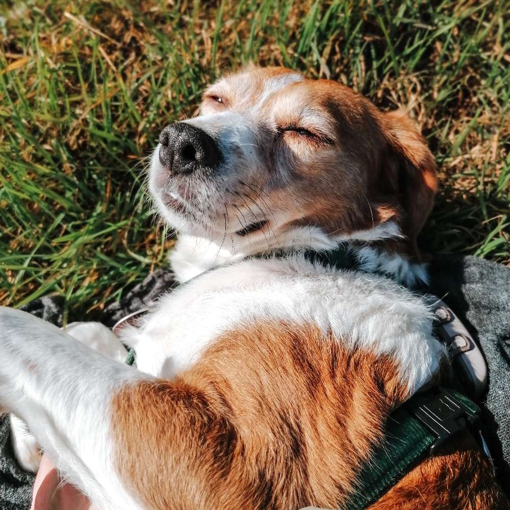 Hundetreffen-Hundefreundschaft & Betreuung gesucht-Profilbild