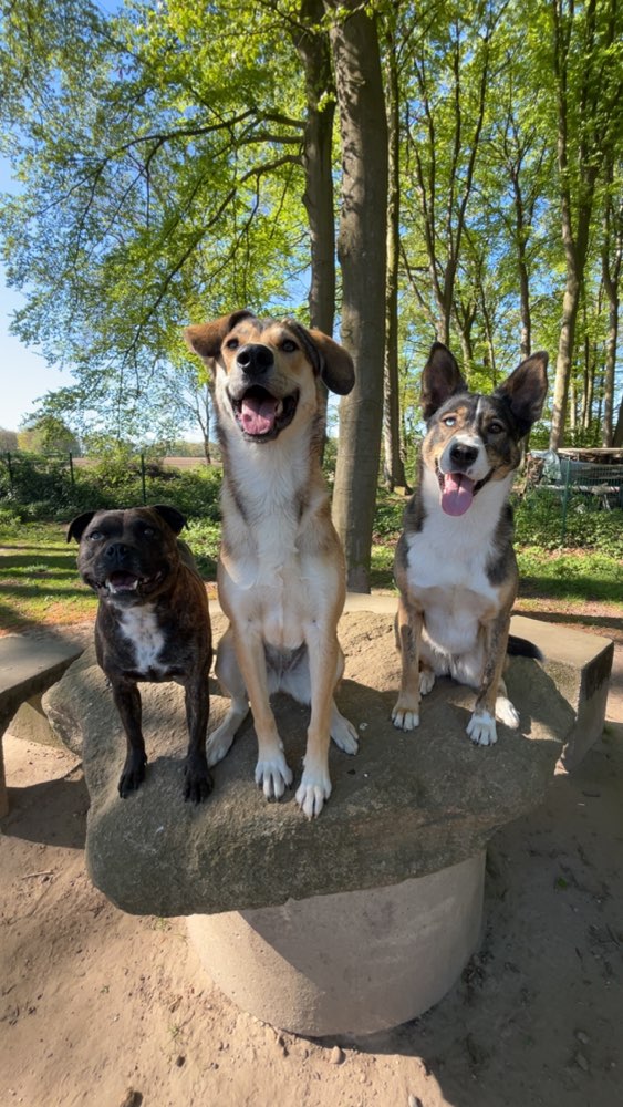 Hundetreffen-Playdate Hundeauslauf ✨-Profilbild