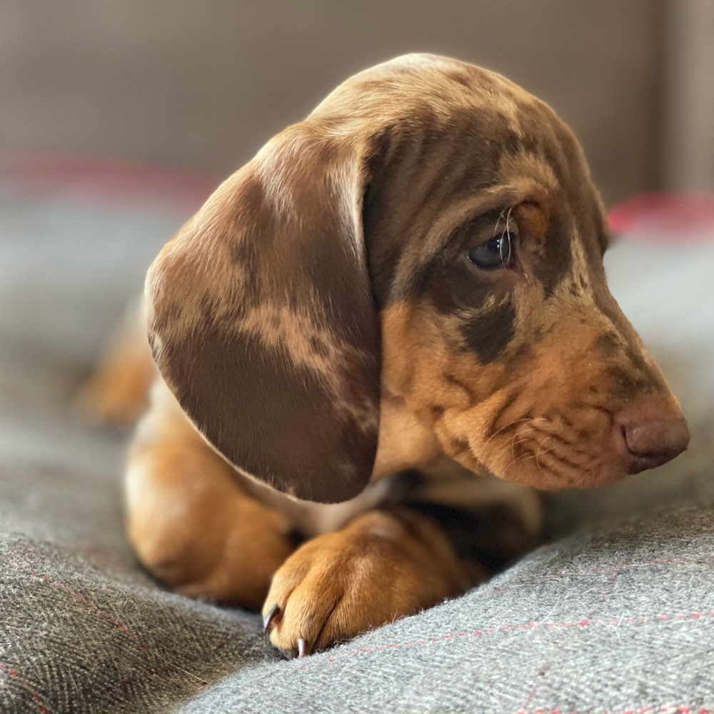 Hundetreffen-Welpentreffen für Kleinhunde-Profilbild