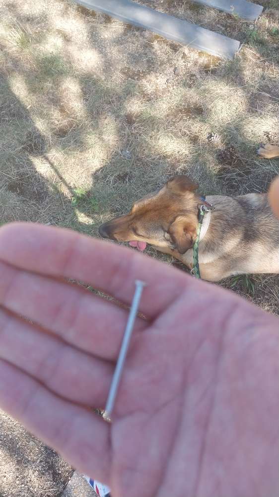 Giftköder-Nägel mit Wurst-Profilbild