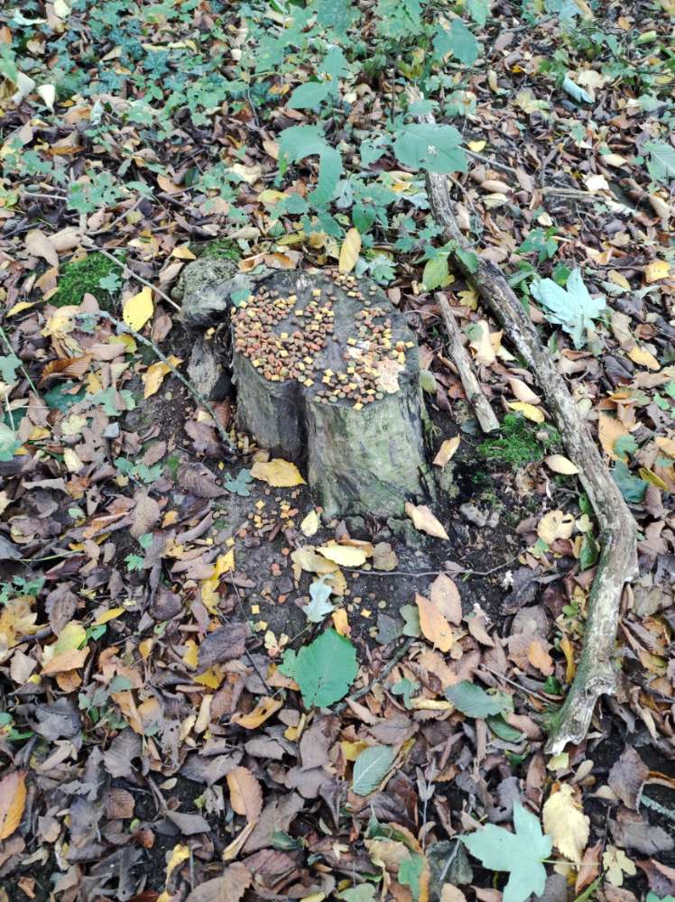 Giftköder-Vielleicht Giftköder-Profilbild