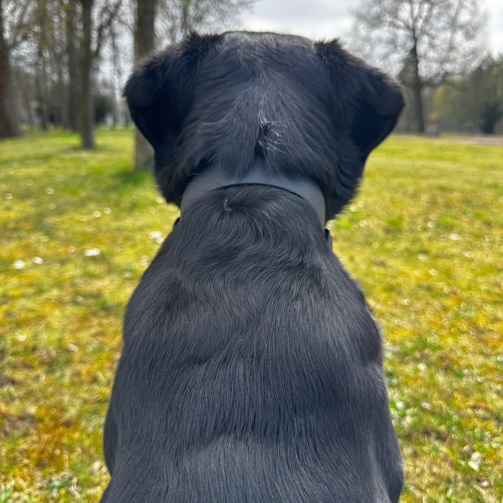 Hundetreffen-Spielen & Social Walk-Profilbild