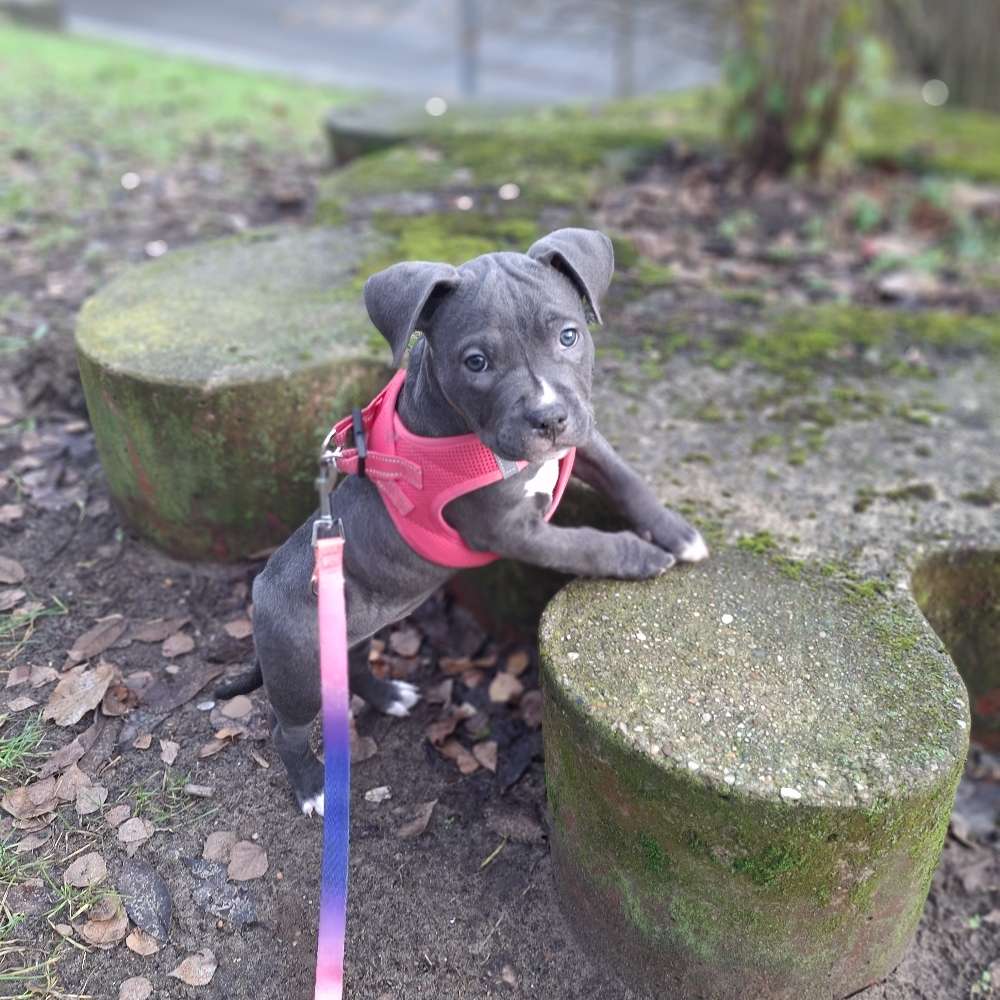 Hundetreffen-Welpentreffen potsdam-Profilbild