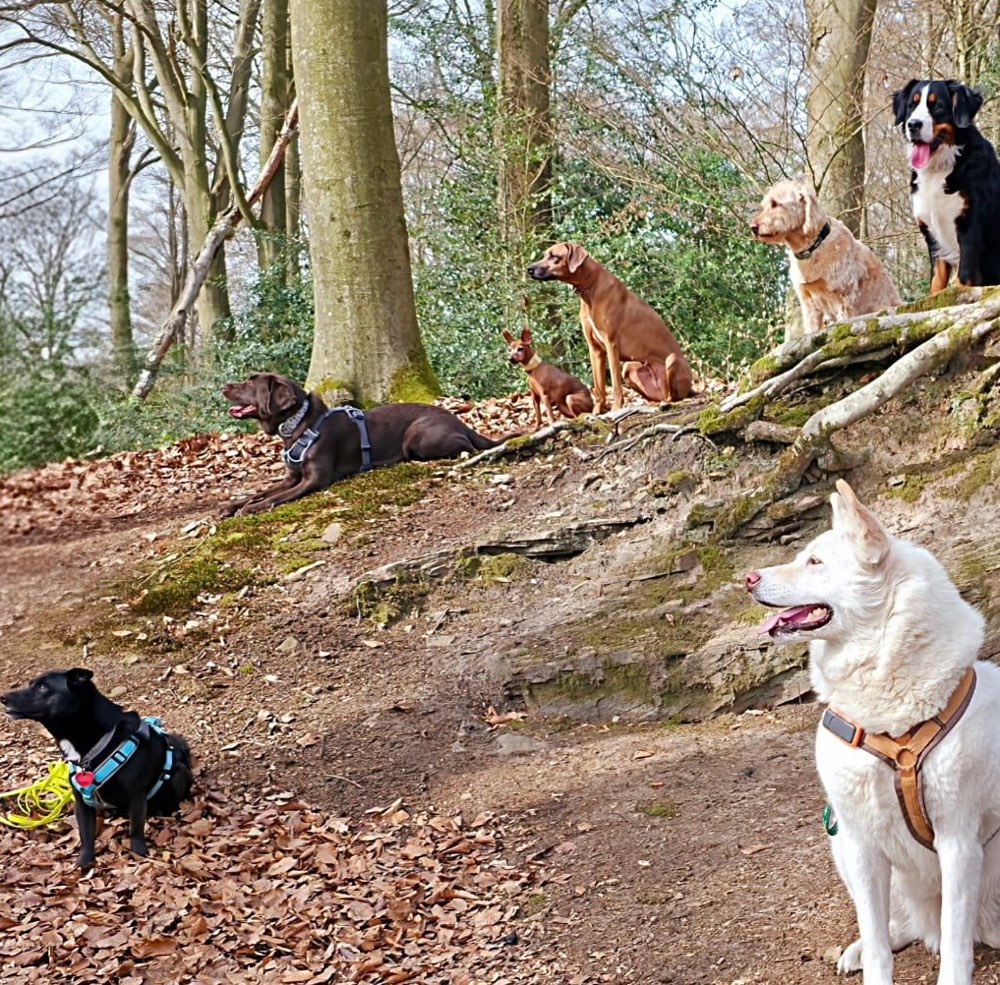 Hundetreffen-Gemeinsame Spaziergänge-Profilbild