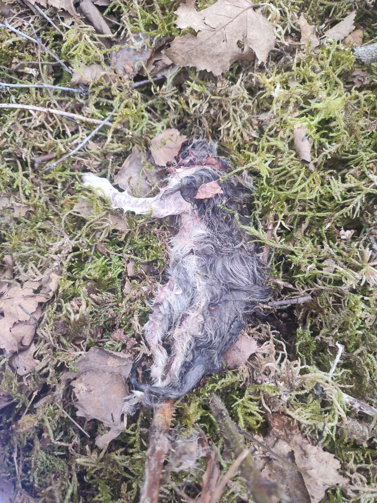 Giftköder-Tote Welpen gefunden. Polizei ist informiert-Profilbild
