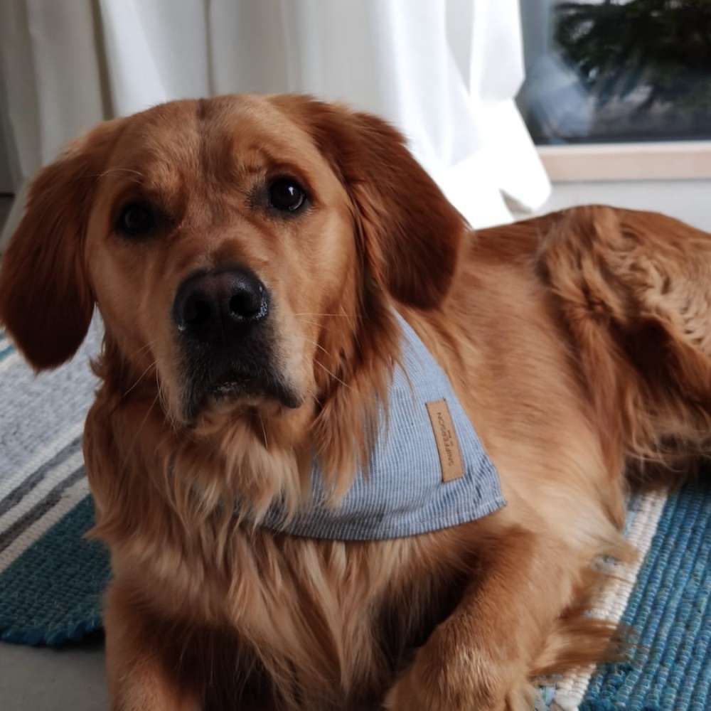 Hundetreffen-Gassi- oder Spieletreff-Profilbild