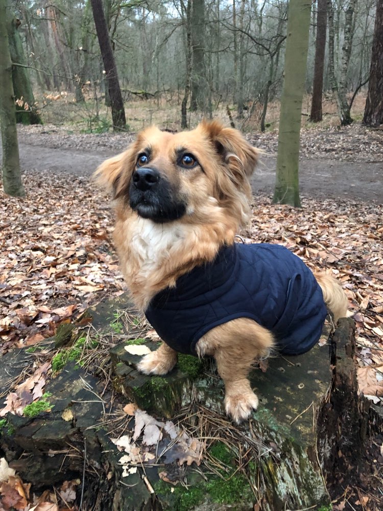 Hundetreffen-Fellfreunde gesucht-Profilbild