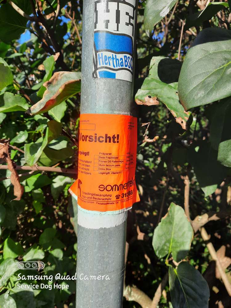Giftköder-Rattengift ausgelegt-Profilbild