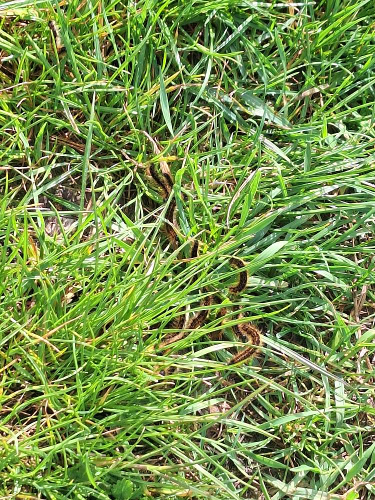 Giftköder-Eichenprozesionsspinner Rasen/Wiese-Profilbild
