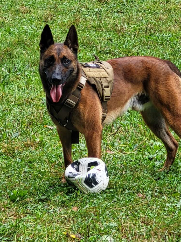 Hundetreffen-Social Walk/gemeinsames spielen,Lernen-Profilbild