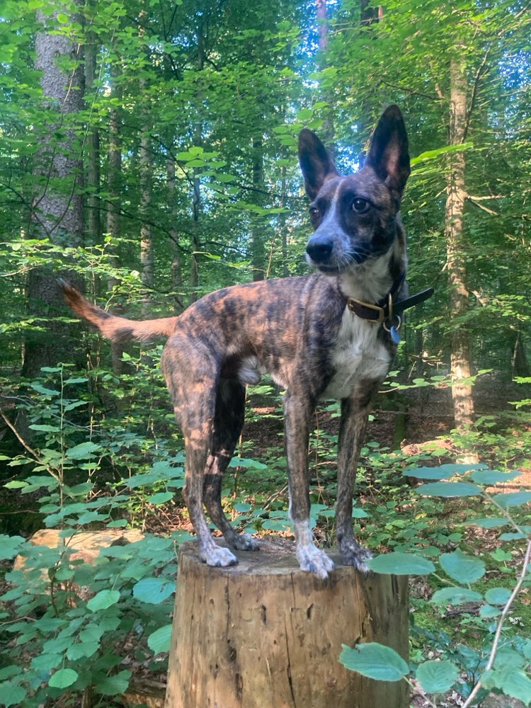 Hundetreffen-Training/ Social Walks-Profilbild