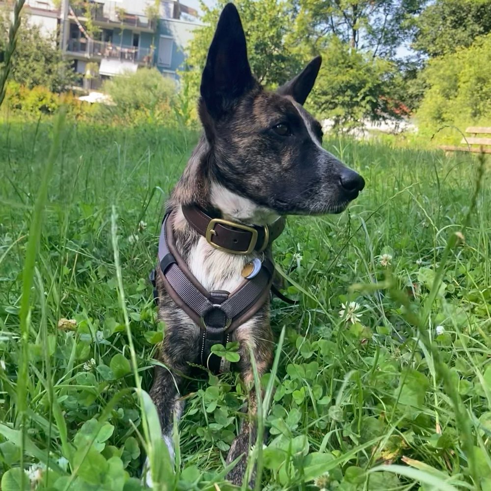 Hundetreffen-Social Walk/gemeinsames Training-Profilbild